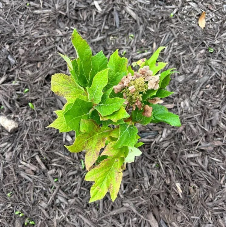 Munchkin Oakleaf Hydrangea Live Plant – 6-12″ Tall – 1 Quart Pot – Zones 5-9