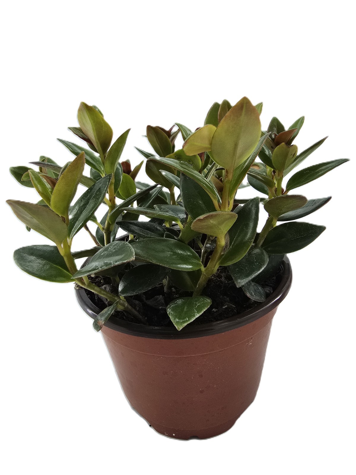 Black Goldfish Plant| Nematanthus Gregarius| Live Houseplants| In 4″ Nursery Pot