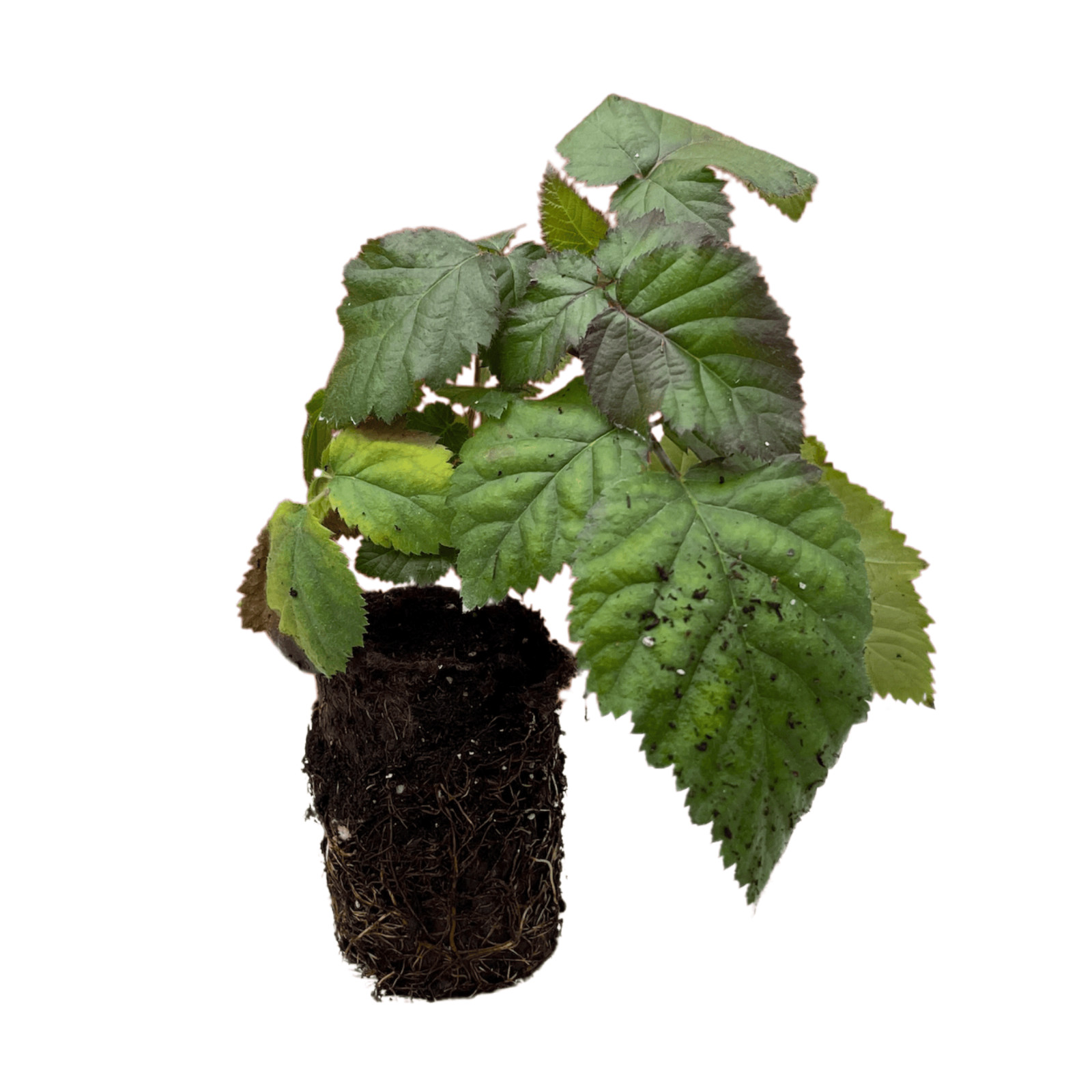 Hand Picked Nursery Ouachita Blackberry Plug – Bare Root Plug, 1-Year-Old
