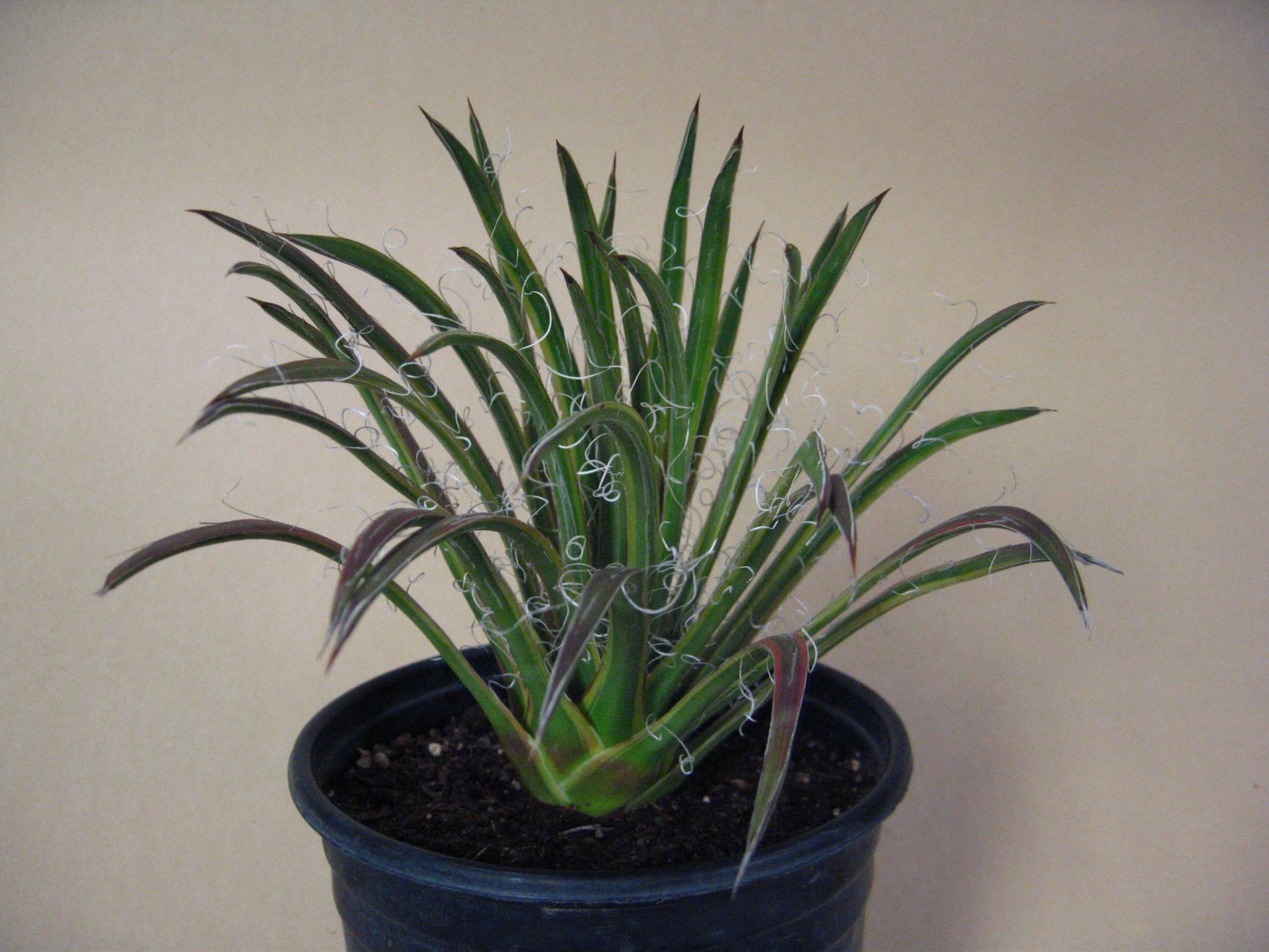 Agave “Leopoldii II” Marginata Aurea — Rare Succulent