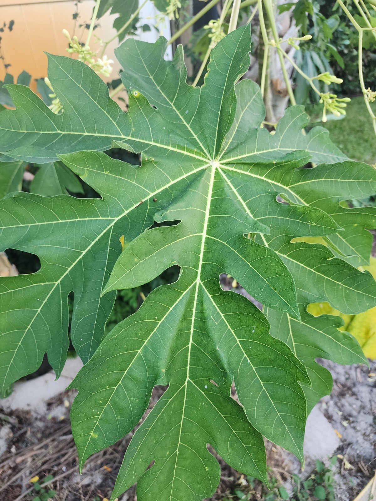 Hawaiian Dwarf Papaya Tree 5”-10” Live Tropical Fruit Plant | Ultra Rare Organic