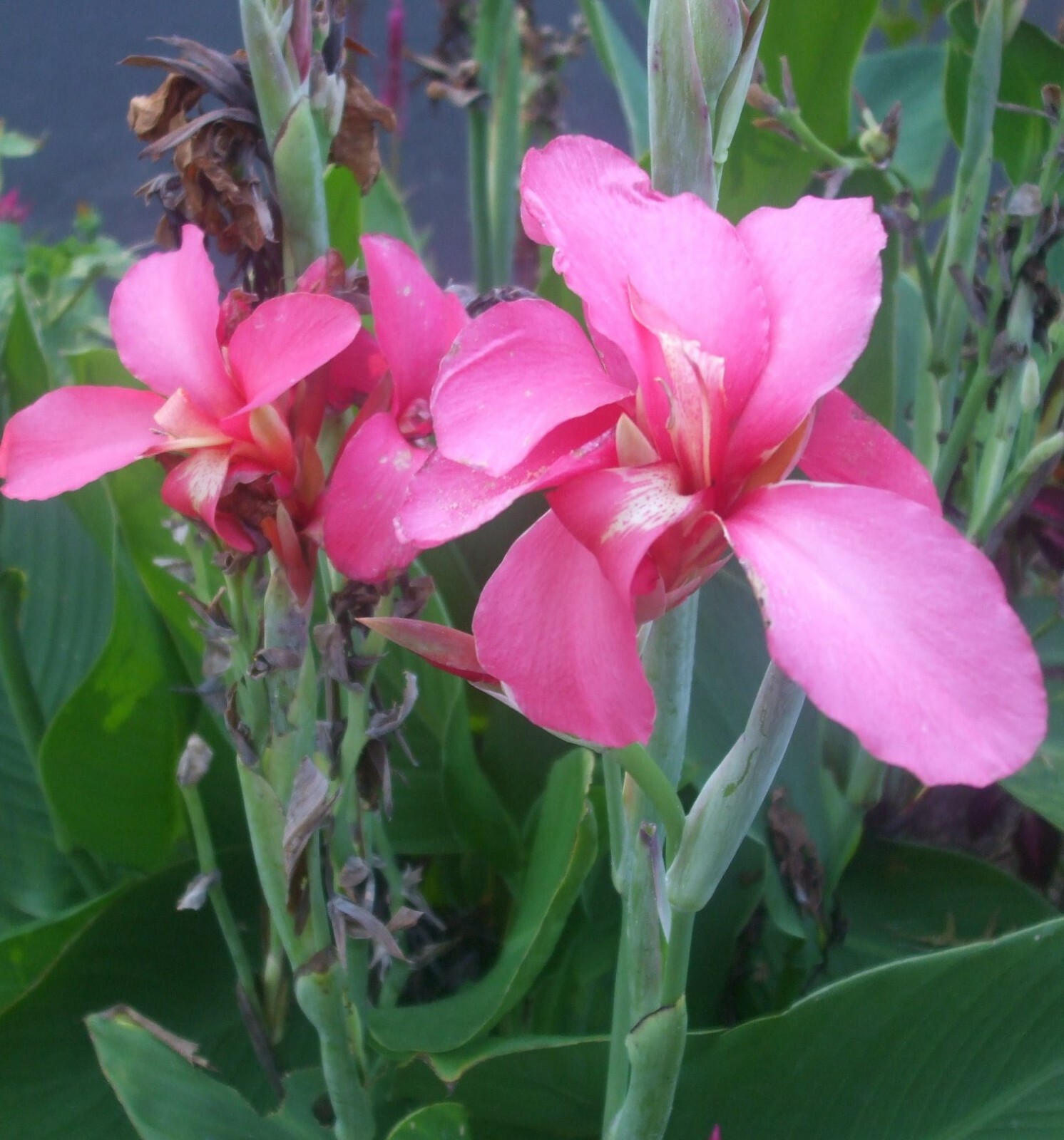 20 seeds of CANNA LILY – great color mixture, red with yellow, pink and yellow