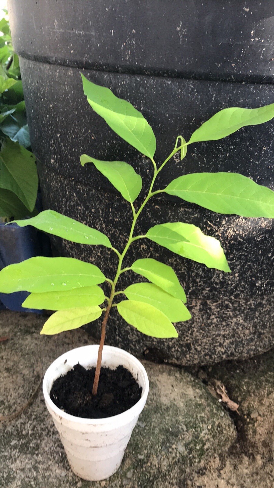10-12” Sugar Apple Na Dai ( Mãng Cầu Dai) Live Plant Seeding
