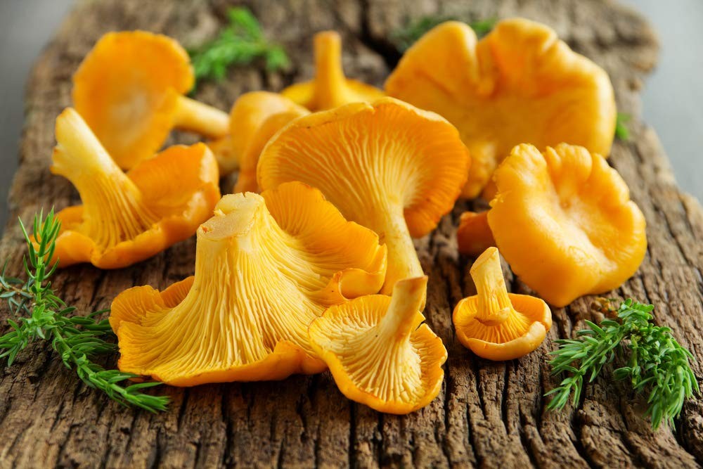 Seeds Yellow Chanterelle Mushrooms Mycelium Spawn Dried Spores for