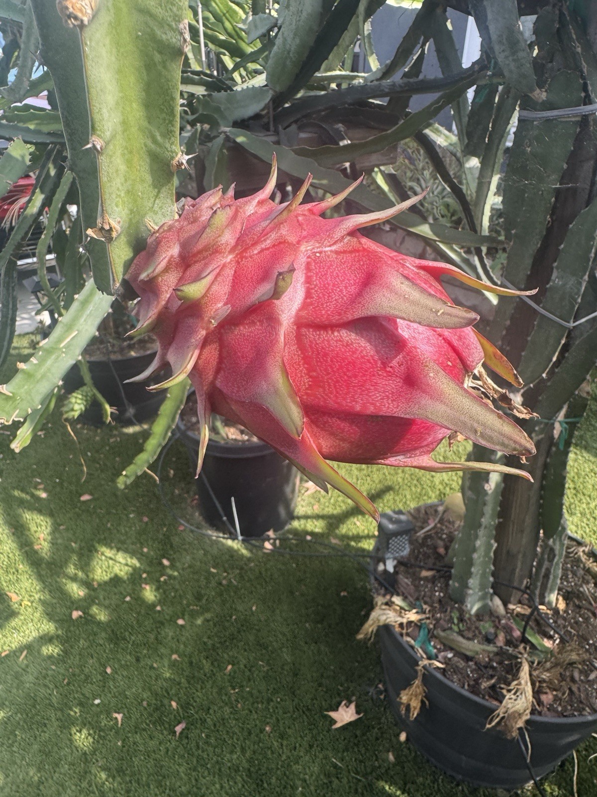 Sweet, White Dragon Fruit Cutting self pollination 8 to 12 inches ￼