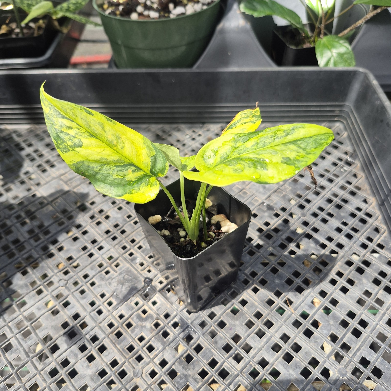 Monstera Siltepecana Aurea Variegated 2.5″ pot, Fedex 2day*