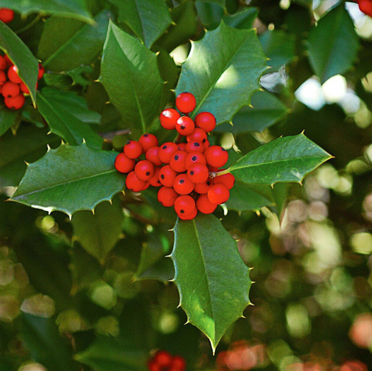China Girl Holly – Live Plant in 4″ Pot (6–12″ Tall)