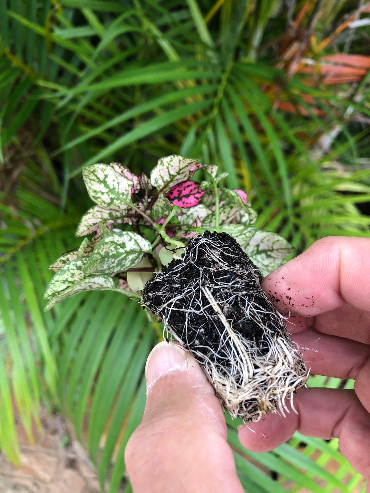 Hypoestes Rose Polka Dot 3 Pack Starter Plants Live Colorful Houseplants