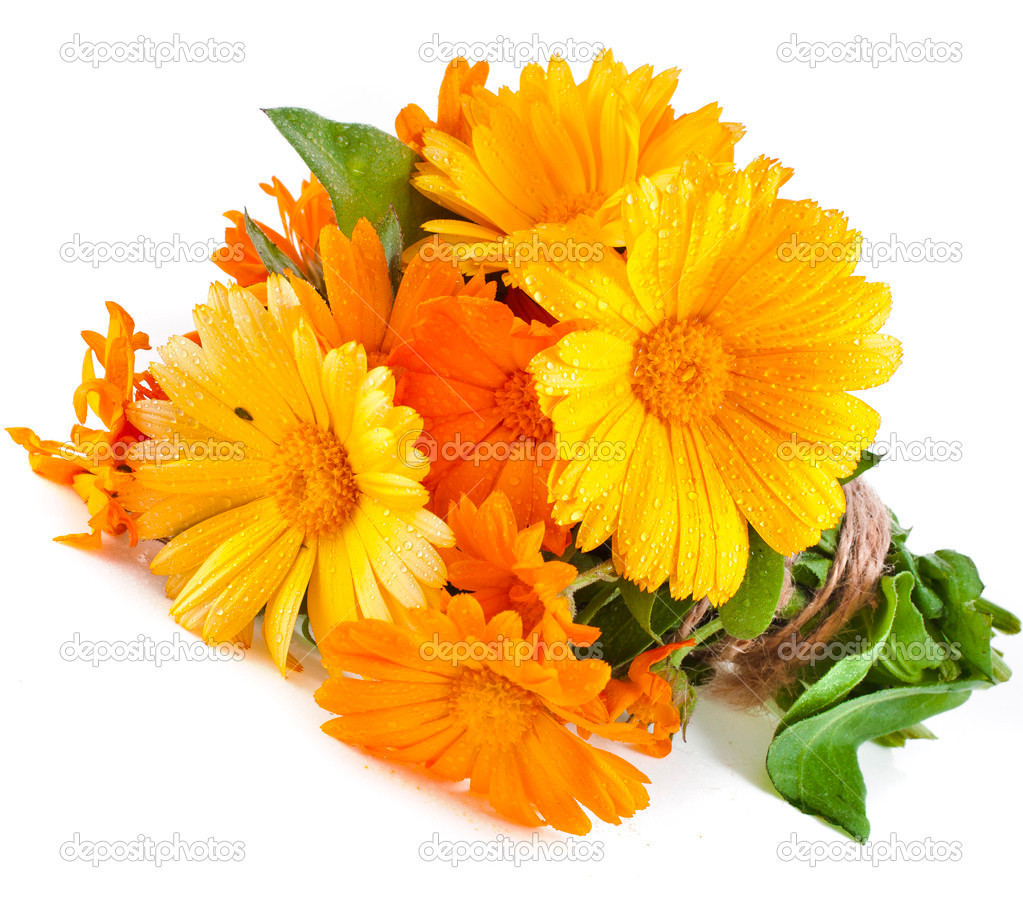 2250+ Seeds, 1/2oz=15g, CALENDULA officinalis ORGANIC Edible Flowers Medicinal