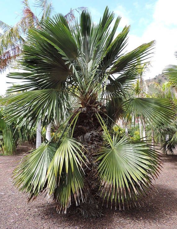 Trithrinax brasiliensis BRAZILIAN NEEDLE PALM – HARDY Seeds!