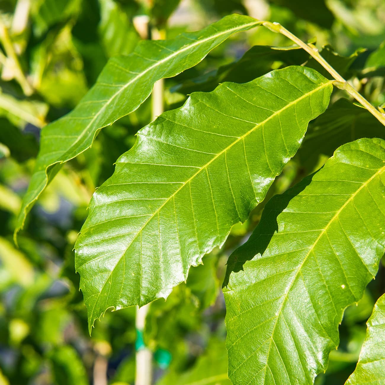 Perfect Plants American Hybrid Chestnut Tree 4-5 Feet Live Trees For Outdoor