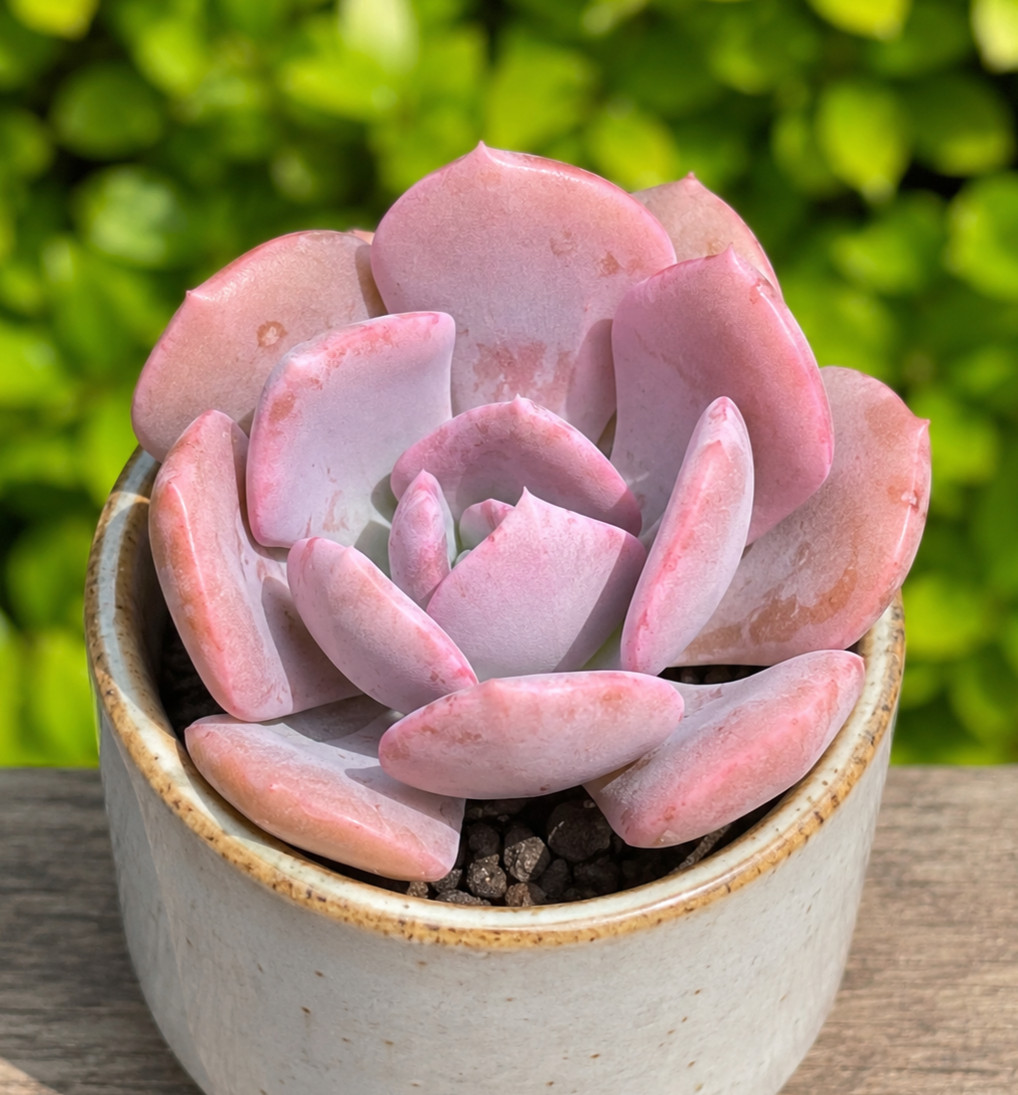 Rare Pink Succulent Echeveria Misty Lilac Rooted Live Plant Home Decor 1-2 Inch