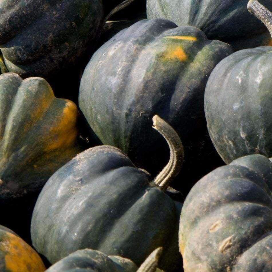 Squash Acorn Table Queen Seeds 30 Ct Winter Vegetable NON-GMO USA FREE SHIPPING