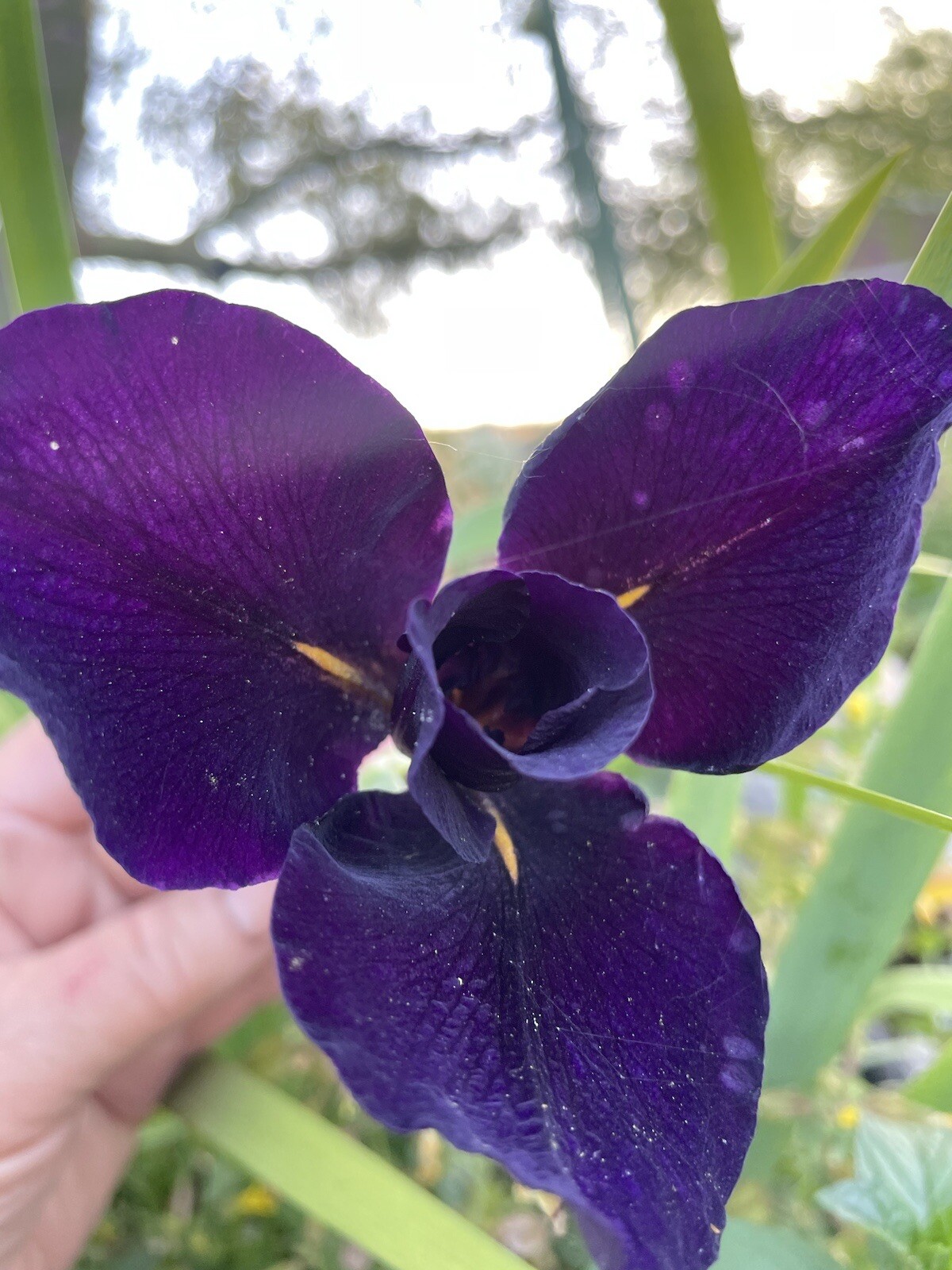 Eclipse Dark Purple water Iris pond Plant Bog Marginal- &free Bog Plant