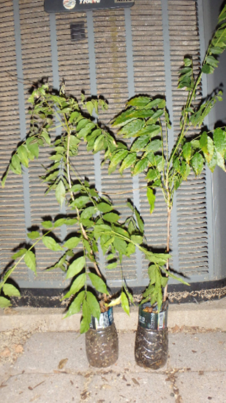 WISTERIA Blue Moon, Purple Flower Fragrant, well rooted seedling 1 yo