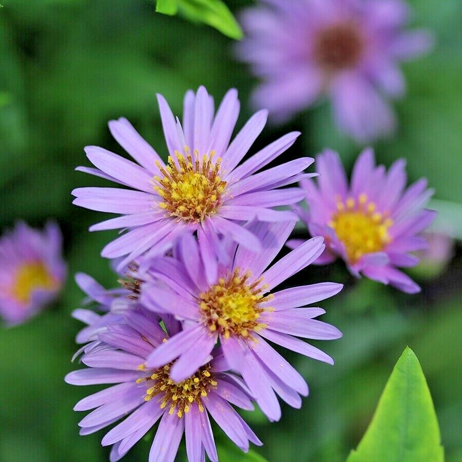 200+NEW ENGLAND ASTER Seeds Perennial Native Wildflower Summer Fall Flowers Easy