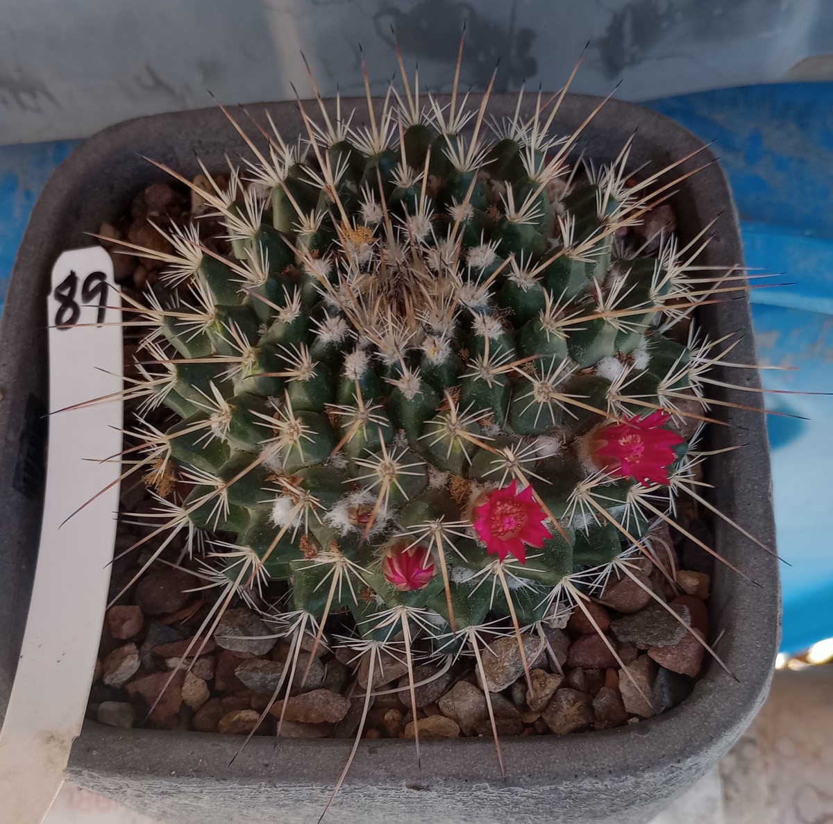 Mammillaria hahniana x compressa cv. Snow Balls Heavy Wool Covered Tubercles