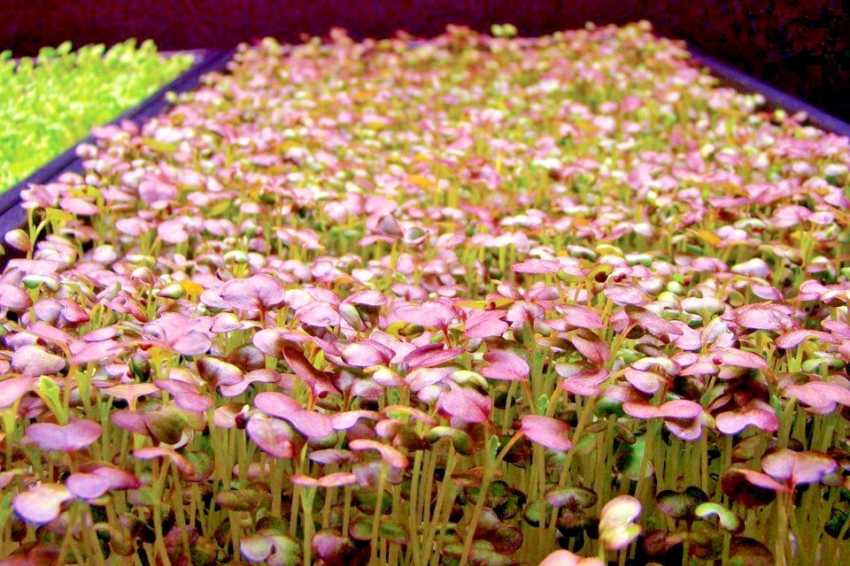 600+RED GIANT MUSTARD Seeds Organic Heirloom Greens Container Vegetable Garden