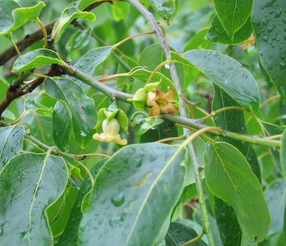 PERSIMMON Diospyros Virginiana – 10+ SEEDS