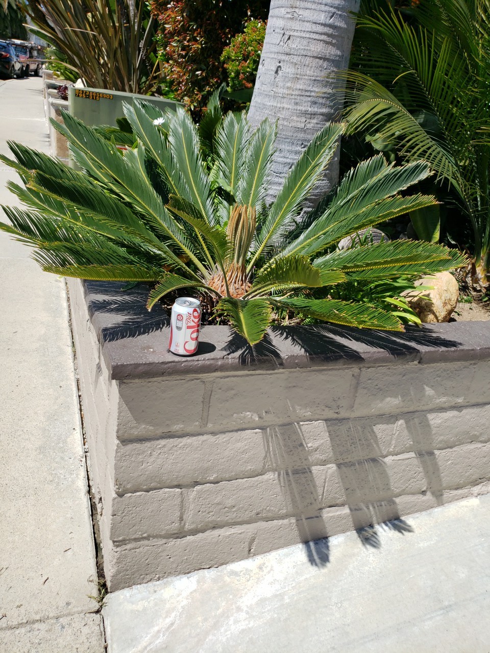 Huge base King Sago Palm wide leaf span cycad 15 Yrs Old Fossil