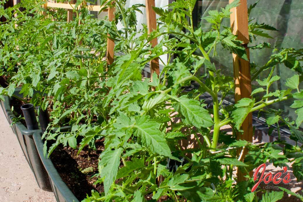 DELICIOUS RED Floradade tomato seeds non-gmo heirloom open pollinated EZ GRO!