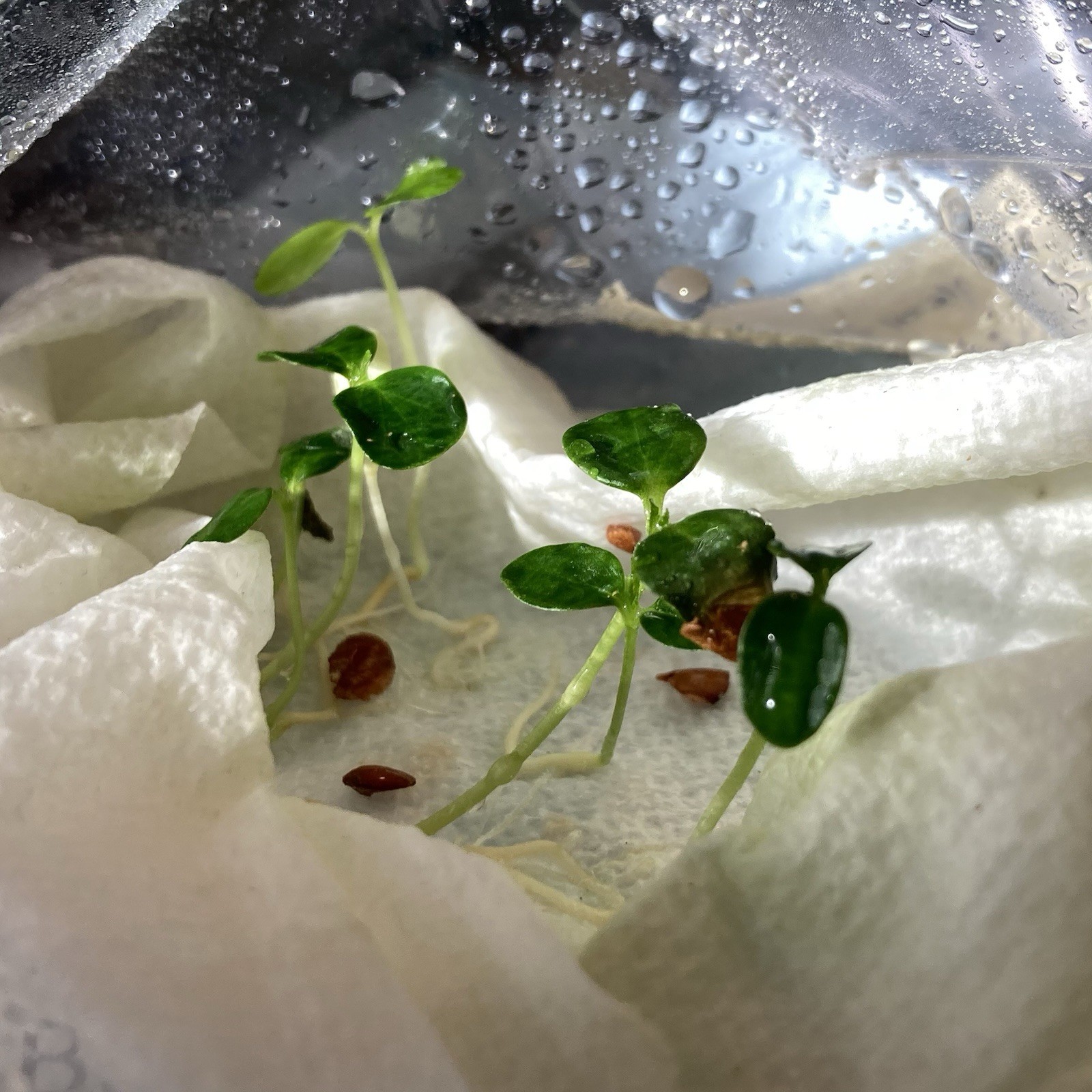 Tested NEW Chinese toon Seeds 香椿 High germination Rate