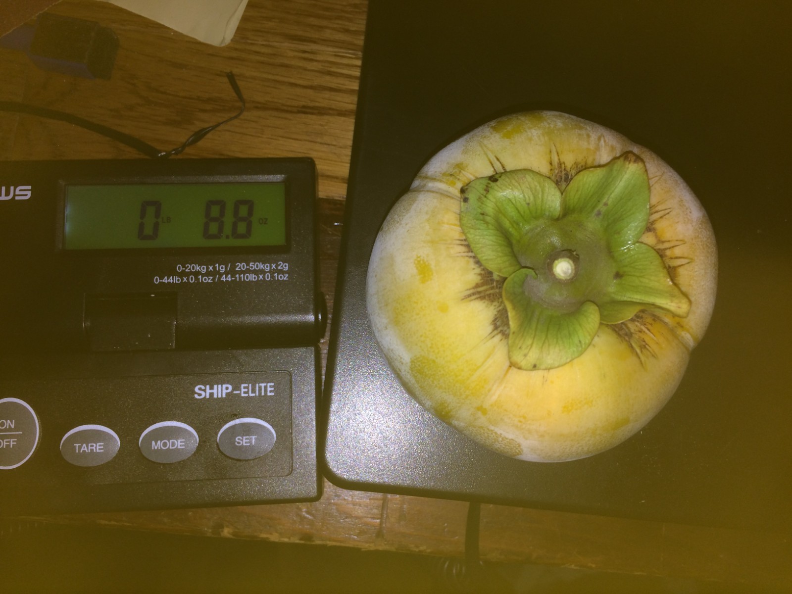 Fresh cutting(s) 6-8″L of the FUYU Persimmon tree for grafting