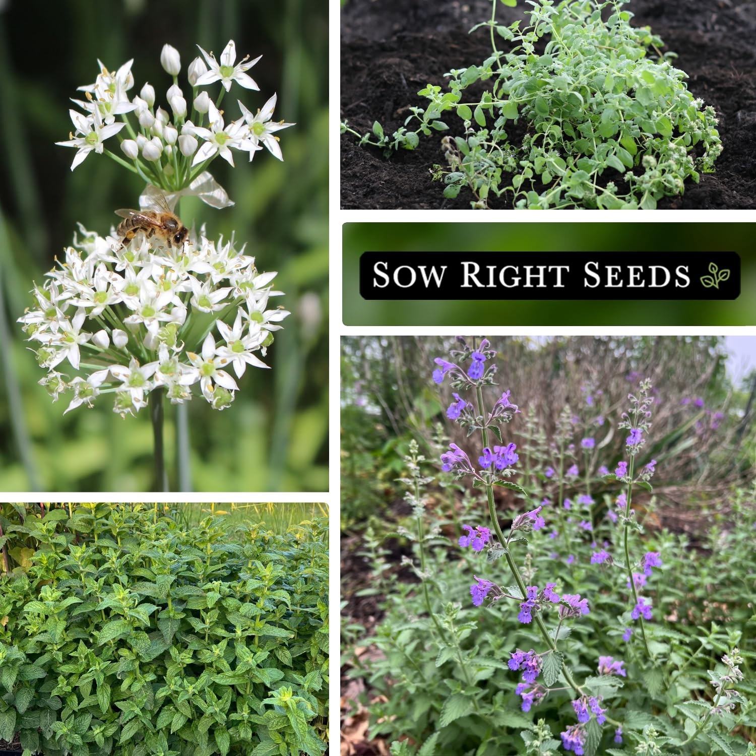 Sow Right Seeds – Perennial Herb Garden Seed Collection – Mint, Lavender, Mix
