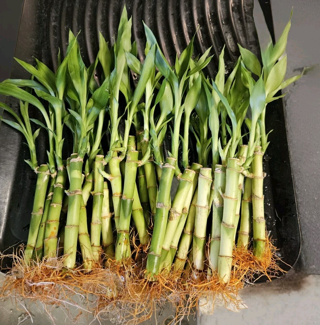10 LUCKY BAMBOO PLANTS 4″ Free Gold Wires Indoor Perennial, Ideal GIFT
