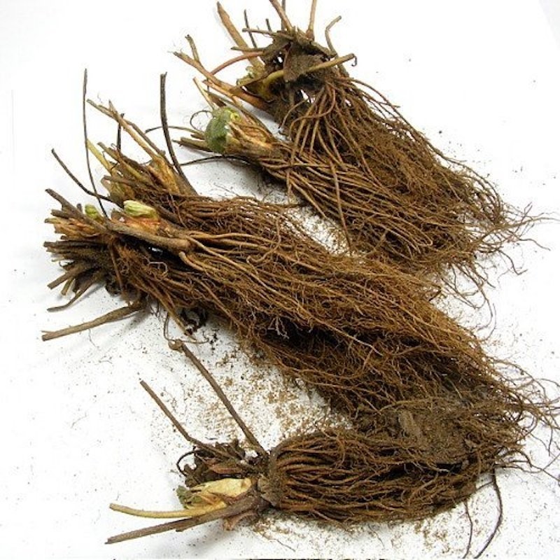20 Seascape Strawberry Everbearing Bare Roots – Fragaria x ananassa