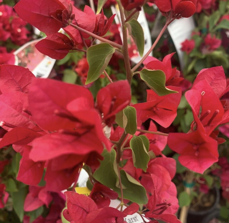Bougainvillea “Barbara Karst” 1 gallon pot. (18 to 24 inches )