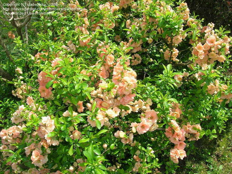 CAMEO FLOWERING QUINCE LIVE PLANT 12+ INCHES BAREROOT