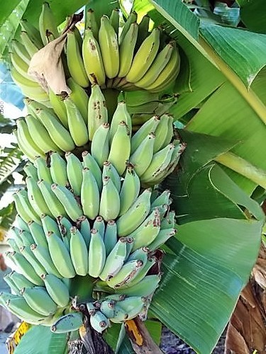 Tall Namwah aka Pisang Awak – VERY COLD HARDY – Live Banana Plant