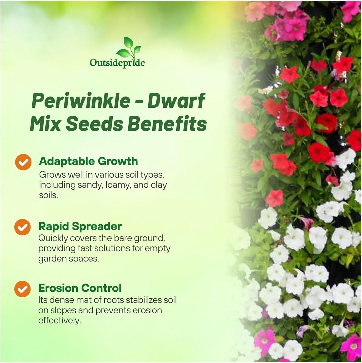 2000 Seeds Periwinkle Vinca Seed Mix For Planting – Dwarf Little Mix Ground