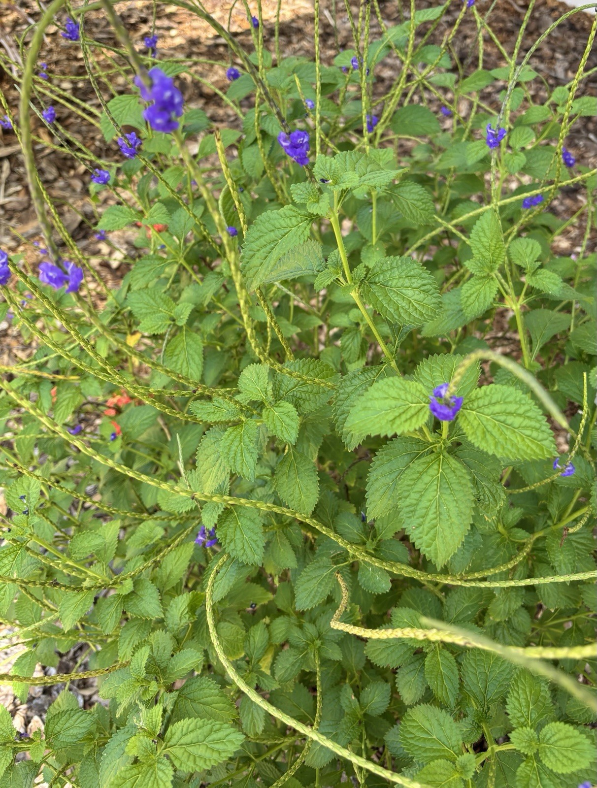 50 Seeds Blue Porterweed Snakeweed Butterflies Hummingbirds Bees Florida Native!