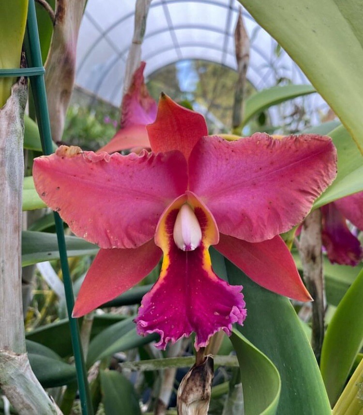 Rlc Harriet Brickell X Rlc Brunswick Gem Pink Purple Red Orchid Hybrid 1.5” Pot