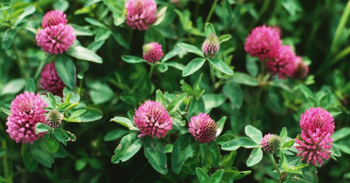 Red Clover Starter Plant – Free Shipping!