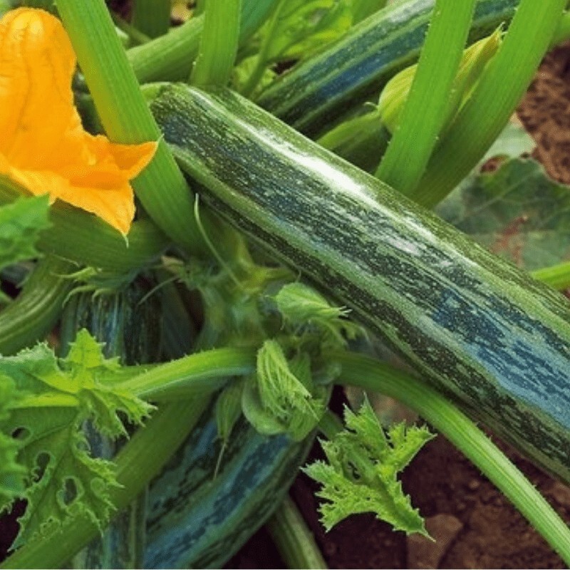 45 Organic Non-GMO Cocozelle Zucchini Summer Squash Seeds- Seeds Of Tomorrow