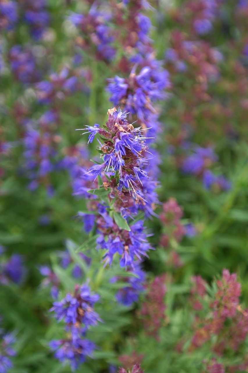 Hyssop Seeds (Hyssopus officinalis) – 2g Pack, Approx. 1800 Seeds