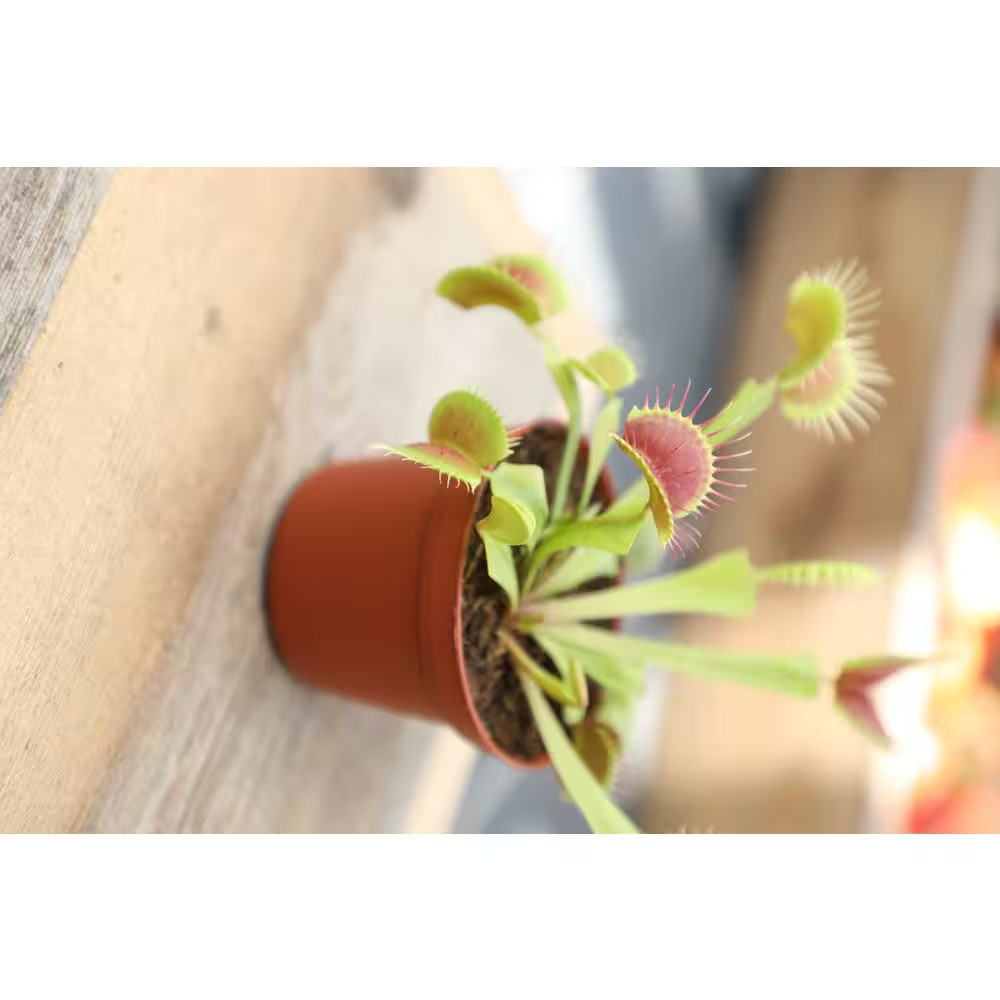 Live Venus Flytrap Carnivorous Plant, Pet Friendly Houseplant, 3 In. Grower Pot,
