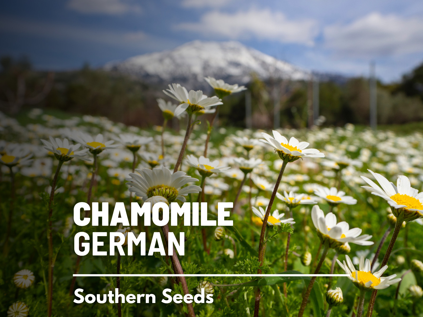 Chamomile, German – 200 Seeds – Medicinal Herb and Tea – GMO Free