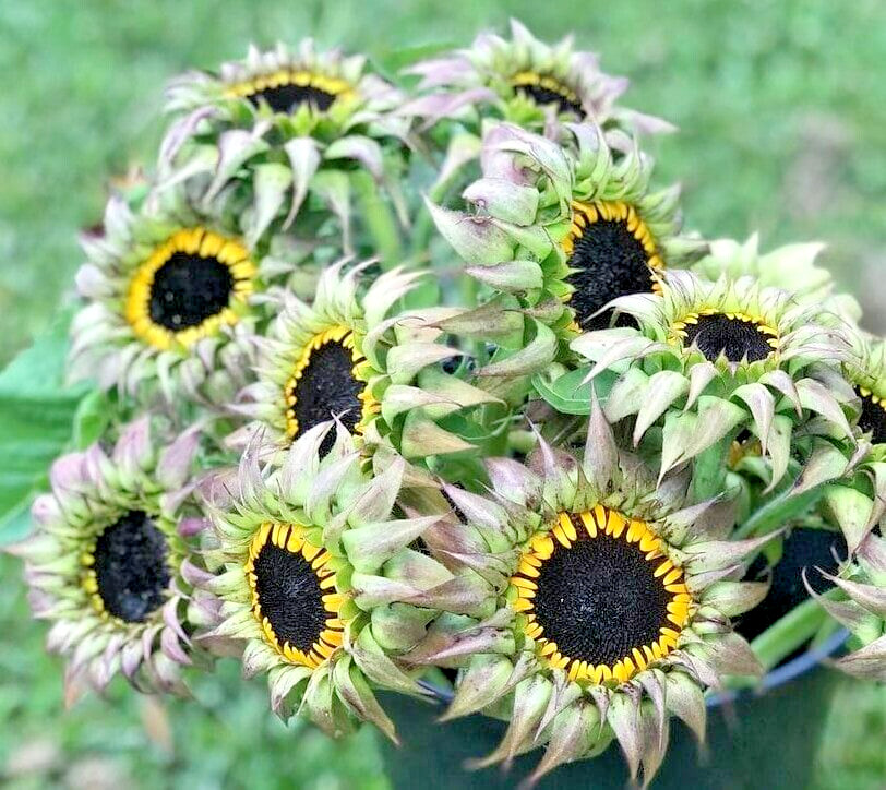 20 SUNFILL PURPLE DOUBLE SUNFLOWER SEEDS – Helianthus annuus