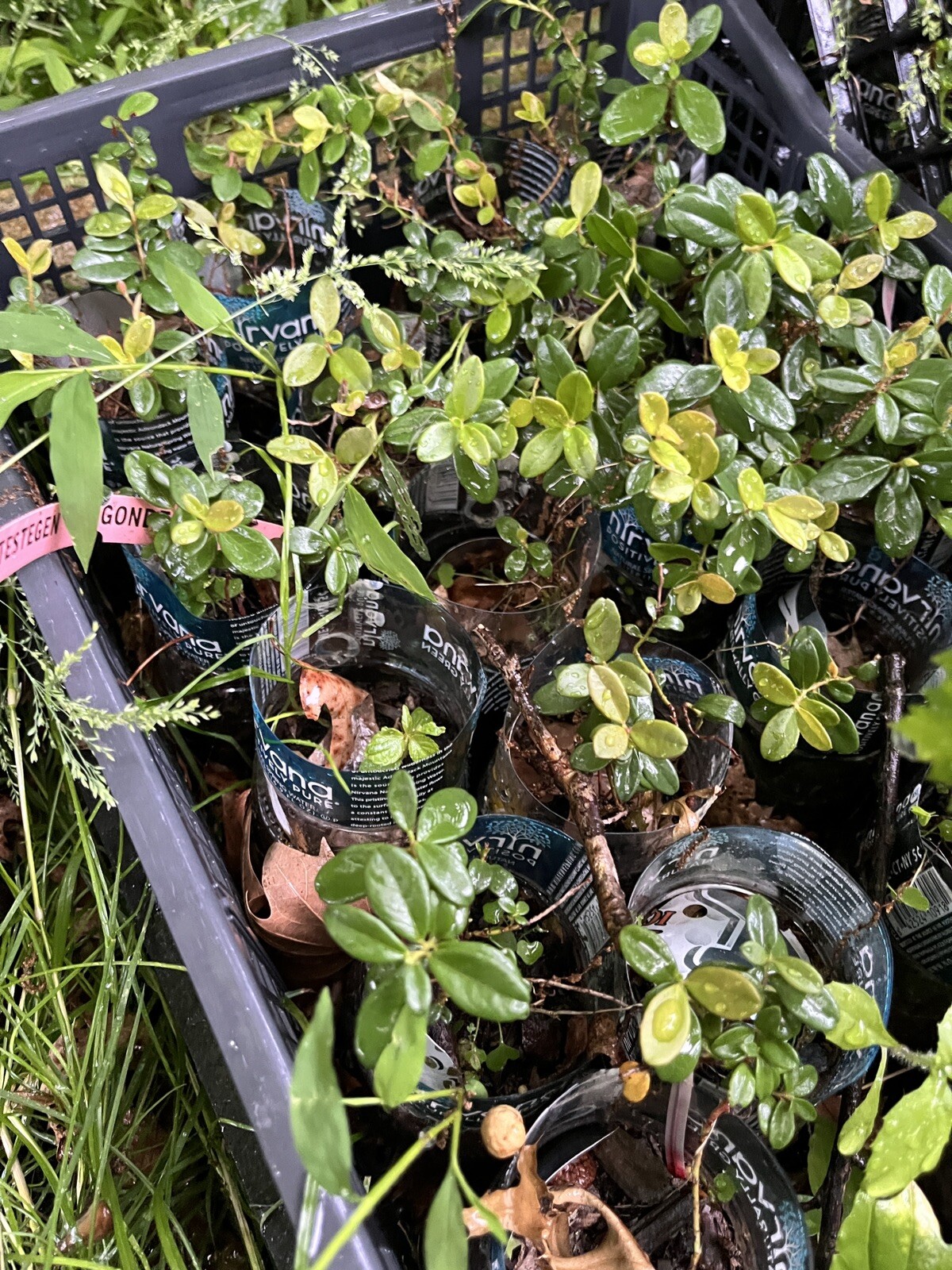 One Erntesegen lingonberry plant, well rooted plant 3-5 inches tall