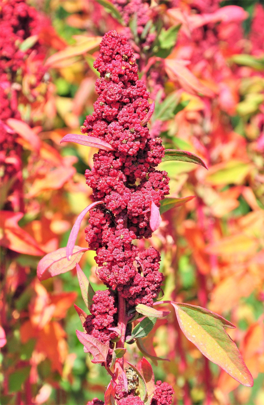 100 Organic RED HEAD QUINOA Grain Chenopodium Quinoa Pink & Red – White Seeds