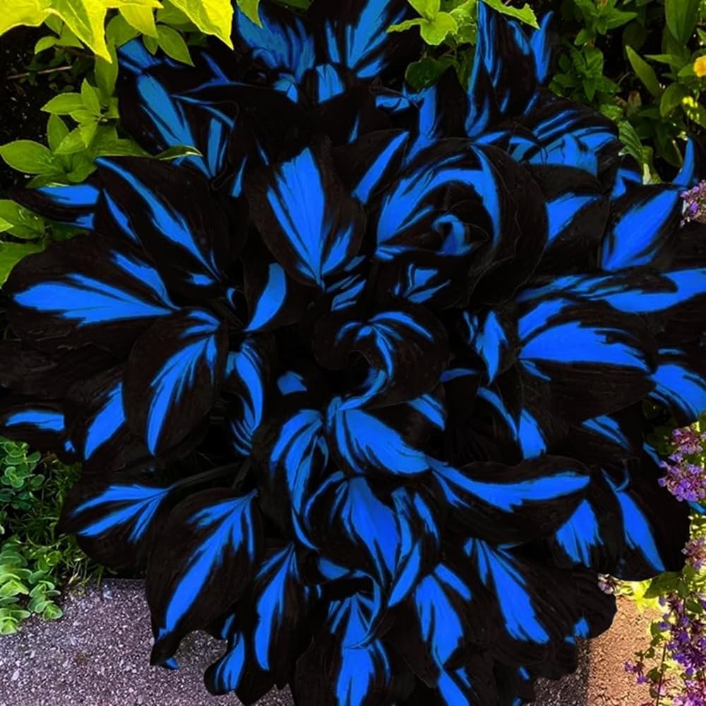 220+ Hosta Seeds Blue Perennial for Planting,Hosta Seeds Blue and Black,Rare Hos