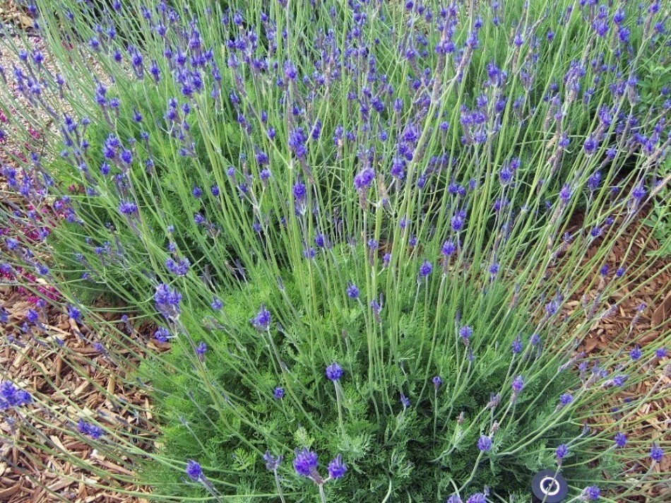 Lavender Butterfly Eyes Lavandula Multifida Multicolor Pinecones Shaped 20 Seeds