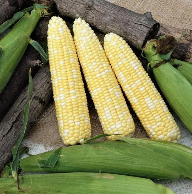 120+ Peaches and Cream Sweet Corn Seeds – Organic – Heirloom – Non Gmo — FRESH