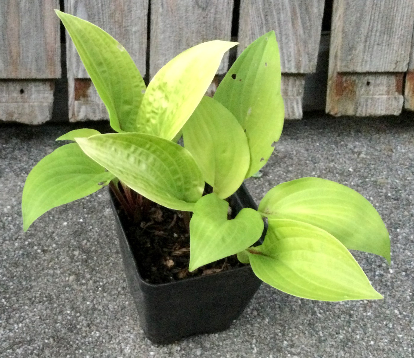 2 Fire Island Hosta Starter Plants -brilliant yellow gold chartreuse green color