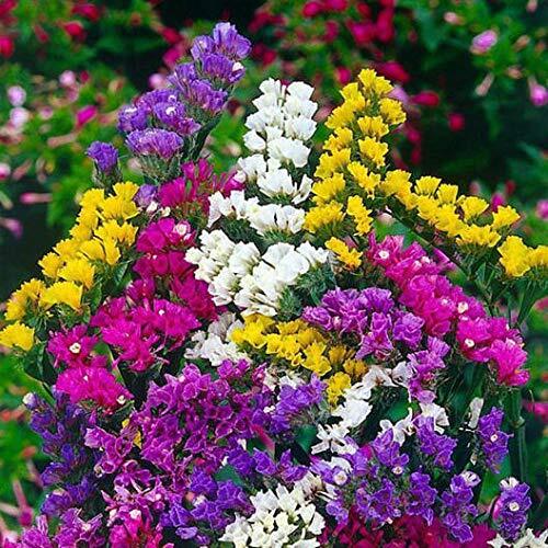 100 Statice Flower Seeds -Stunning Mixed Colors – Great for Cut Flowers