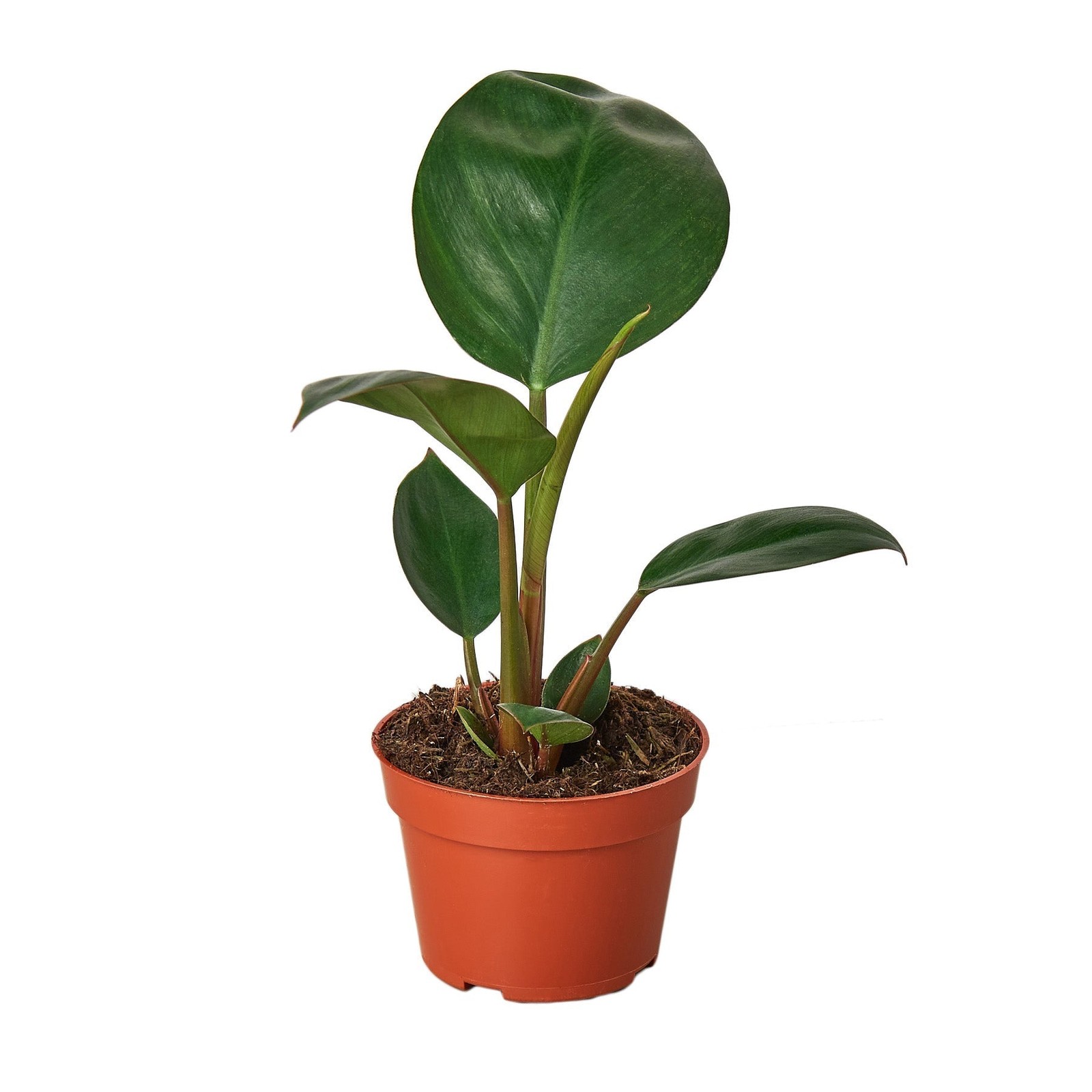 Philodendron Congo Rojo • Deep Red Burgundy Leaves • Easy Care